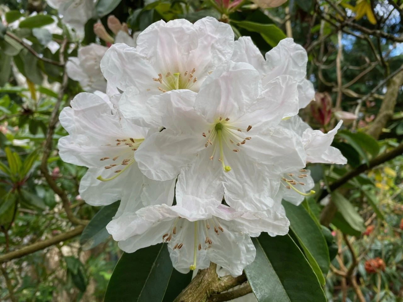 R. decorum AGM